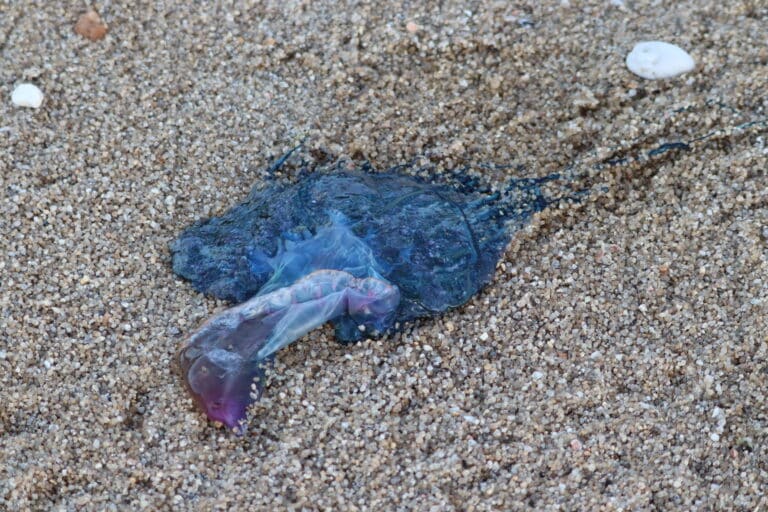 physalia physalis.048 praia de ril (burela) physalia physalis.048 praia de ril (burela)