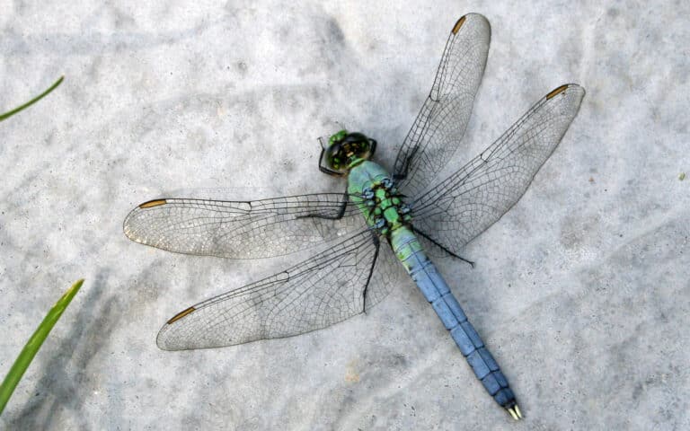 dragonfly ran 103