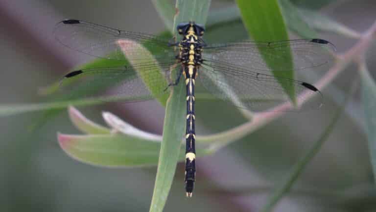 koonyum dragonfly dorsal (15500055414)