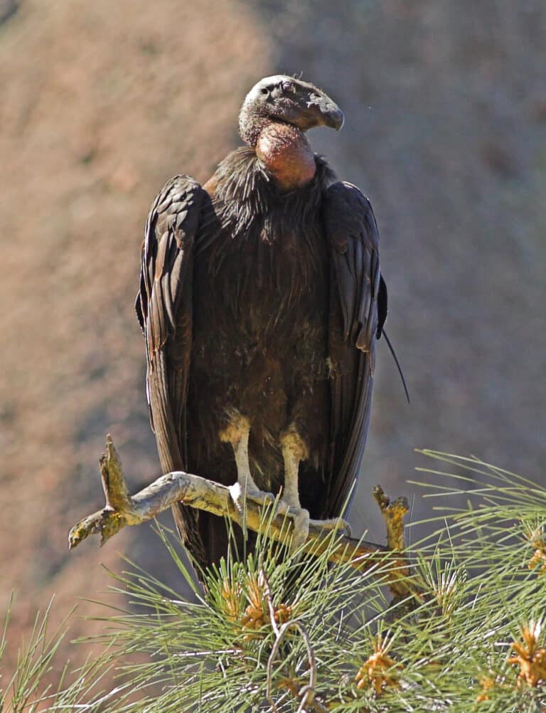 california condor pinnacles nm 1