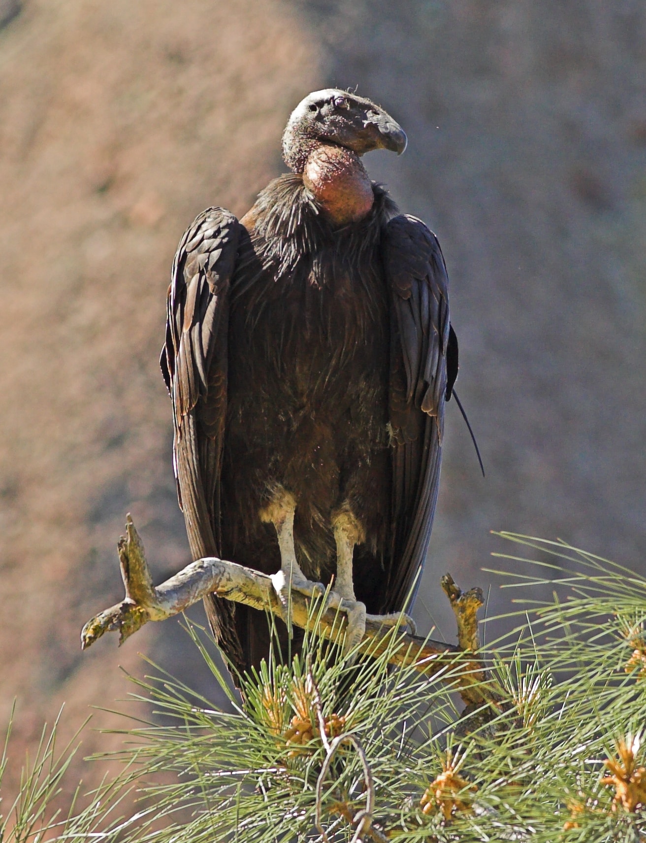 california condor pinnacles nm 1
