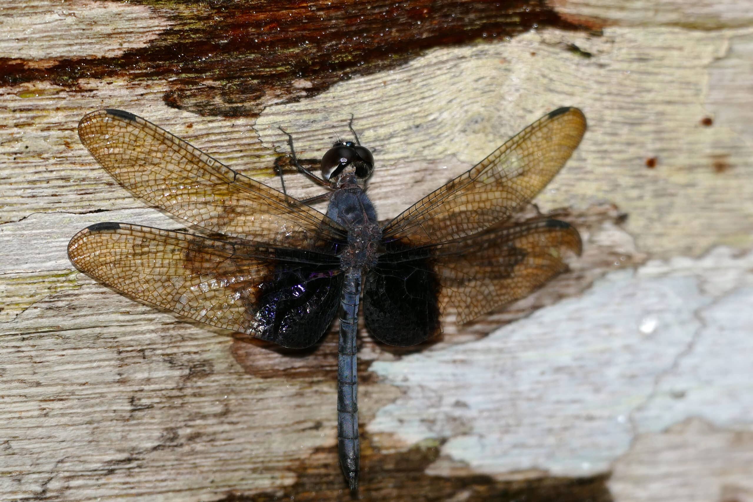 treehugger dragonfly (tyriobapta torrida) male (23473156695)