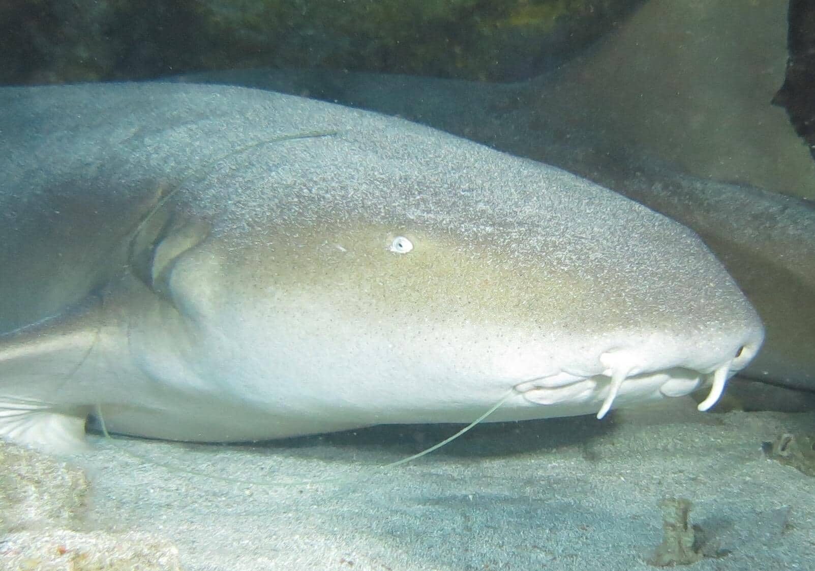 Nurse Shark