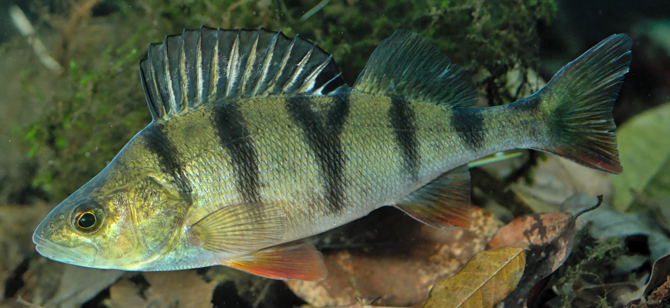 perca fluviatilis perche commune european perch cropped perca fluviatilis perche commune european perch cropped
