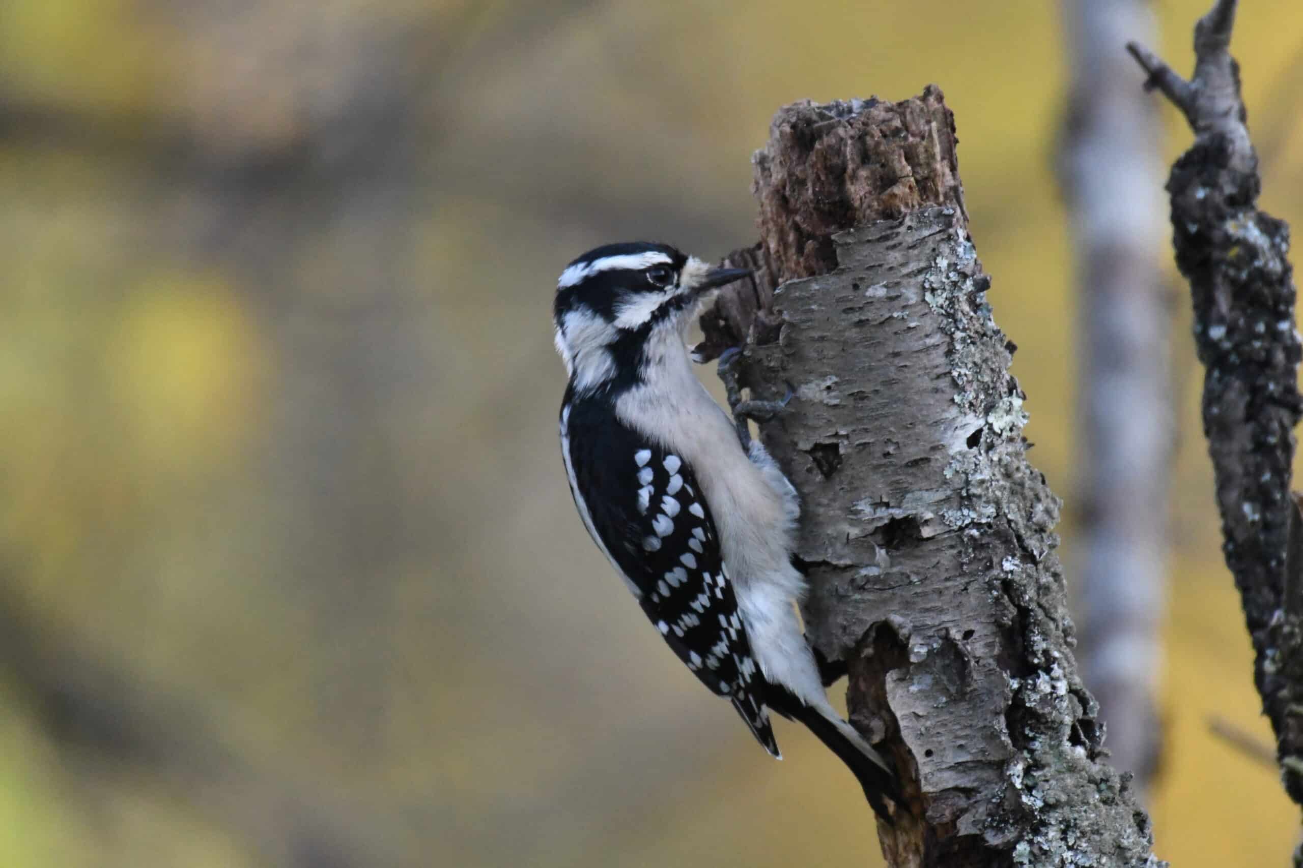 Downy Woodpecker