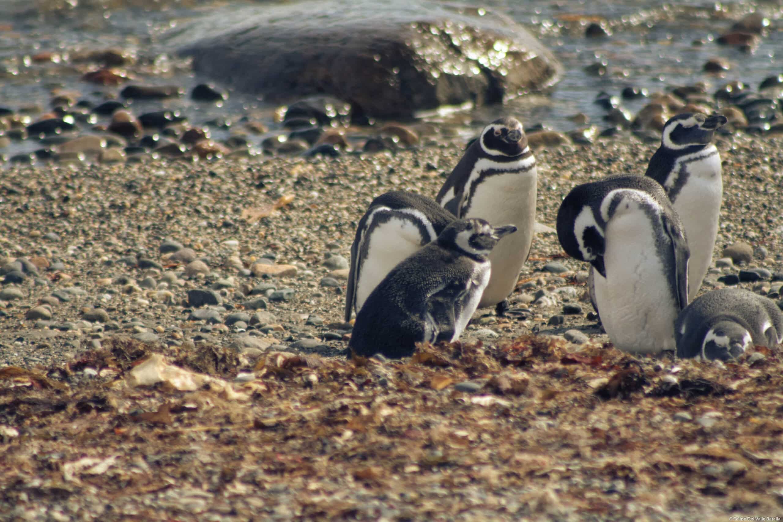 spheniscus magellanicus flickr felipe del valle batalla (1) spheniscus magellanicus flickr felipe del valle batalla (1)