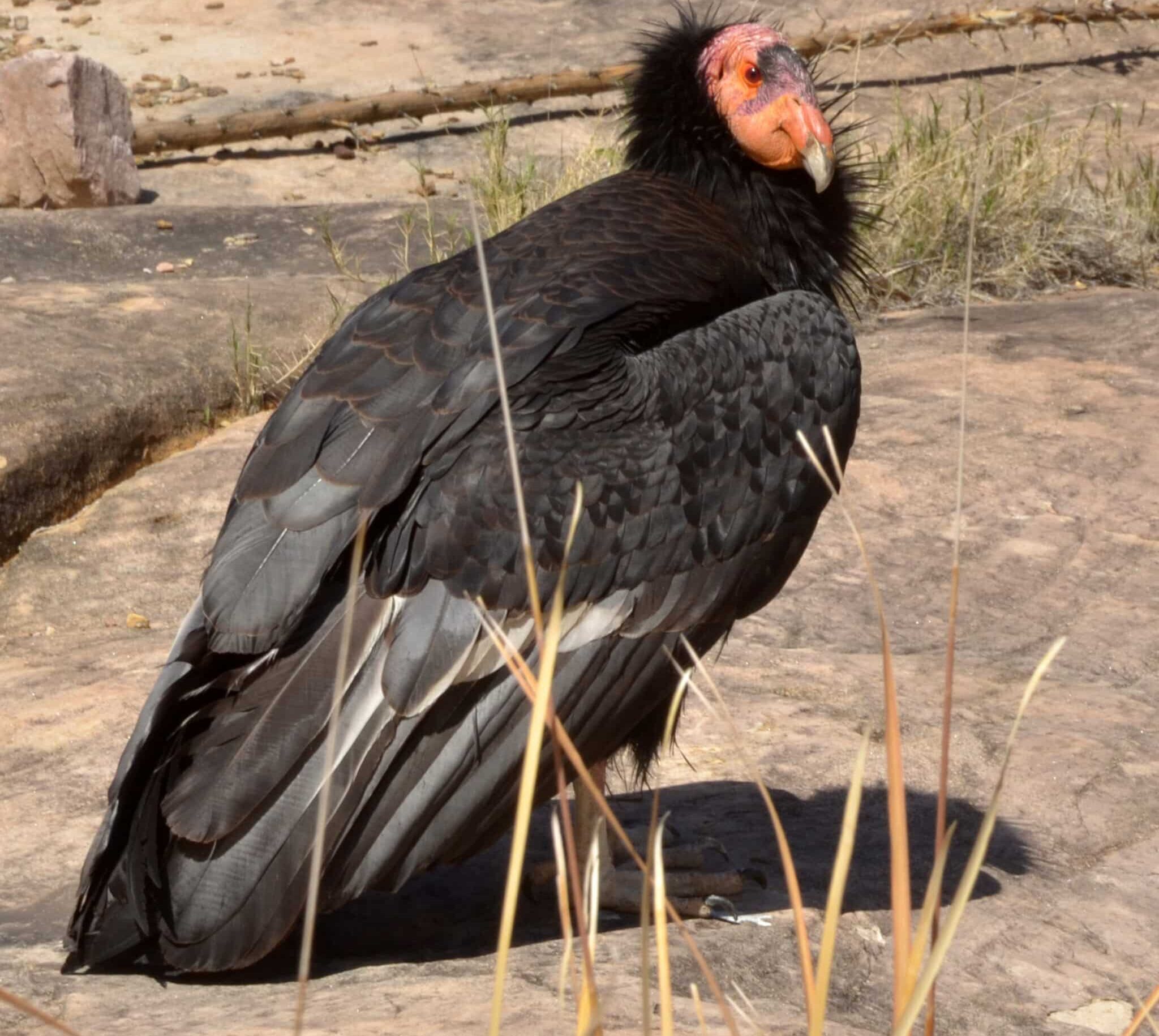 grand canyon national park california condor 87 3467 (5735691358)  California Condor