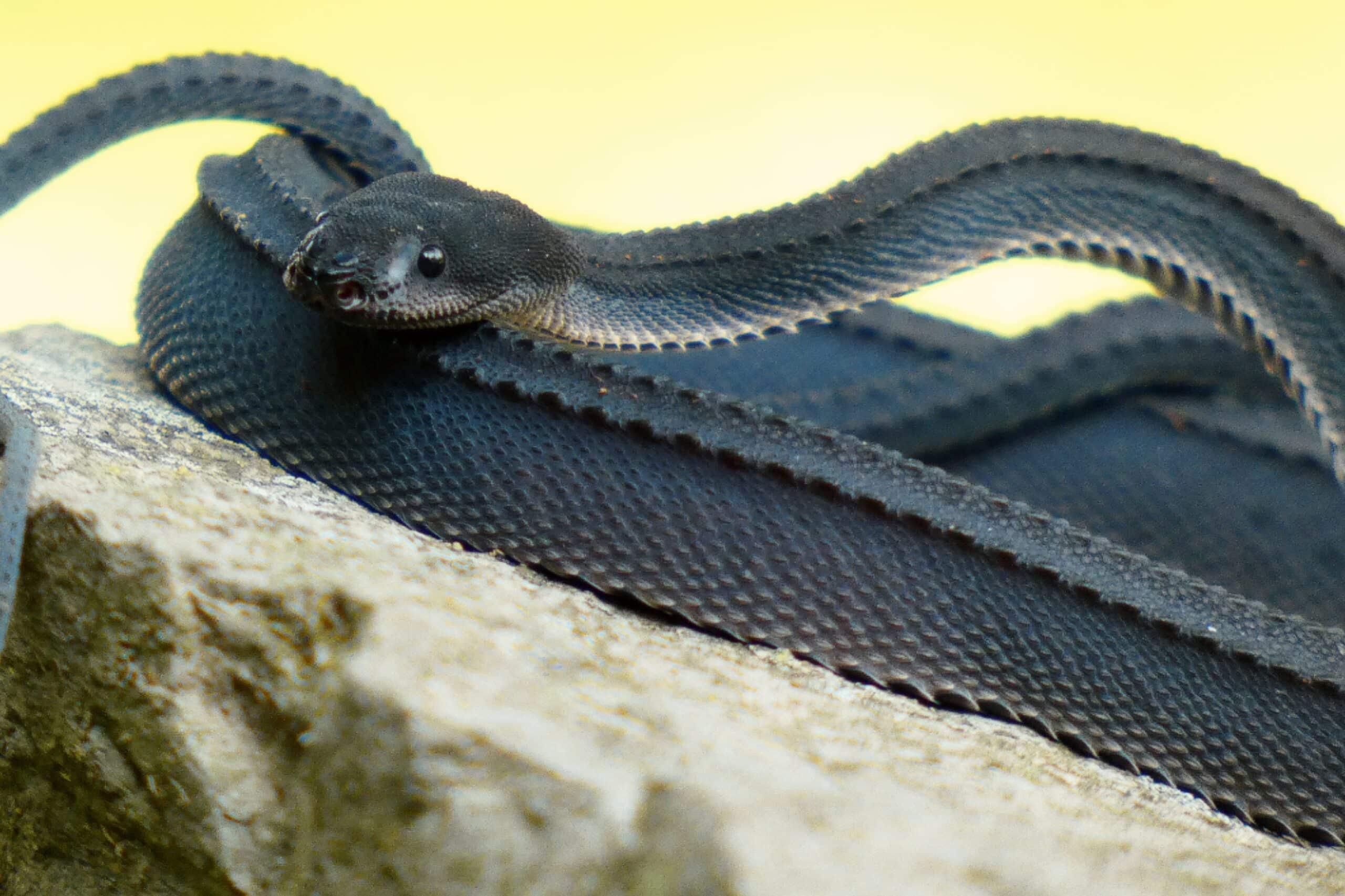 Dragon Snake (Javan Tubercle Snake, Javan Mudsnake)