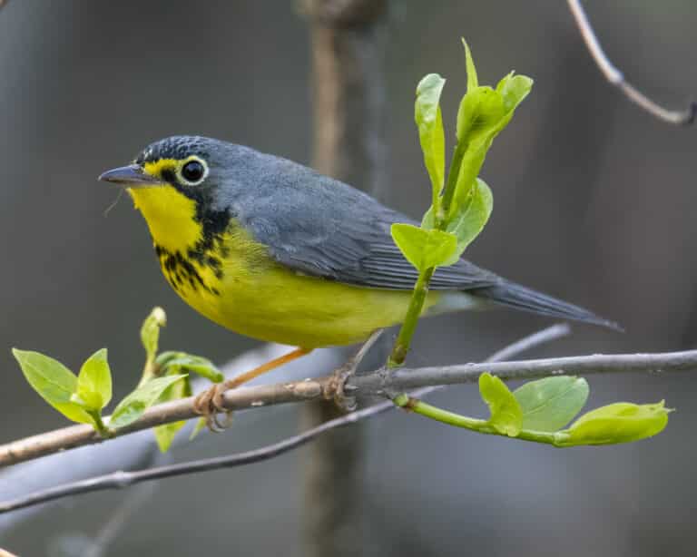 canada warbler magee marsh boardwalk 5.17.23 dsc 1901 topaz denoiseraw sharpen canada warbler magee marsh boardwalk 5.17.23 dsc 1901 topaz denoiseraw sharpen Canada Warbler