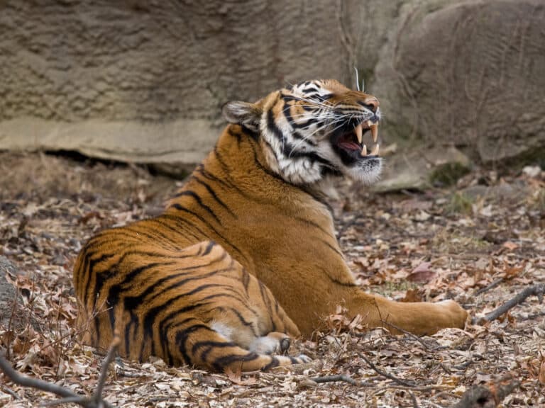 malayantiger01