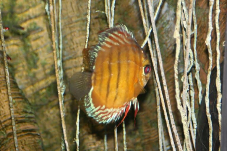 symphysodon aequifasciata aequifasciata 1zz symphysodon aequifasciata aequifasciata 1zz