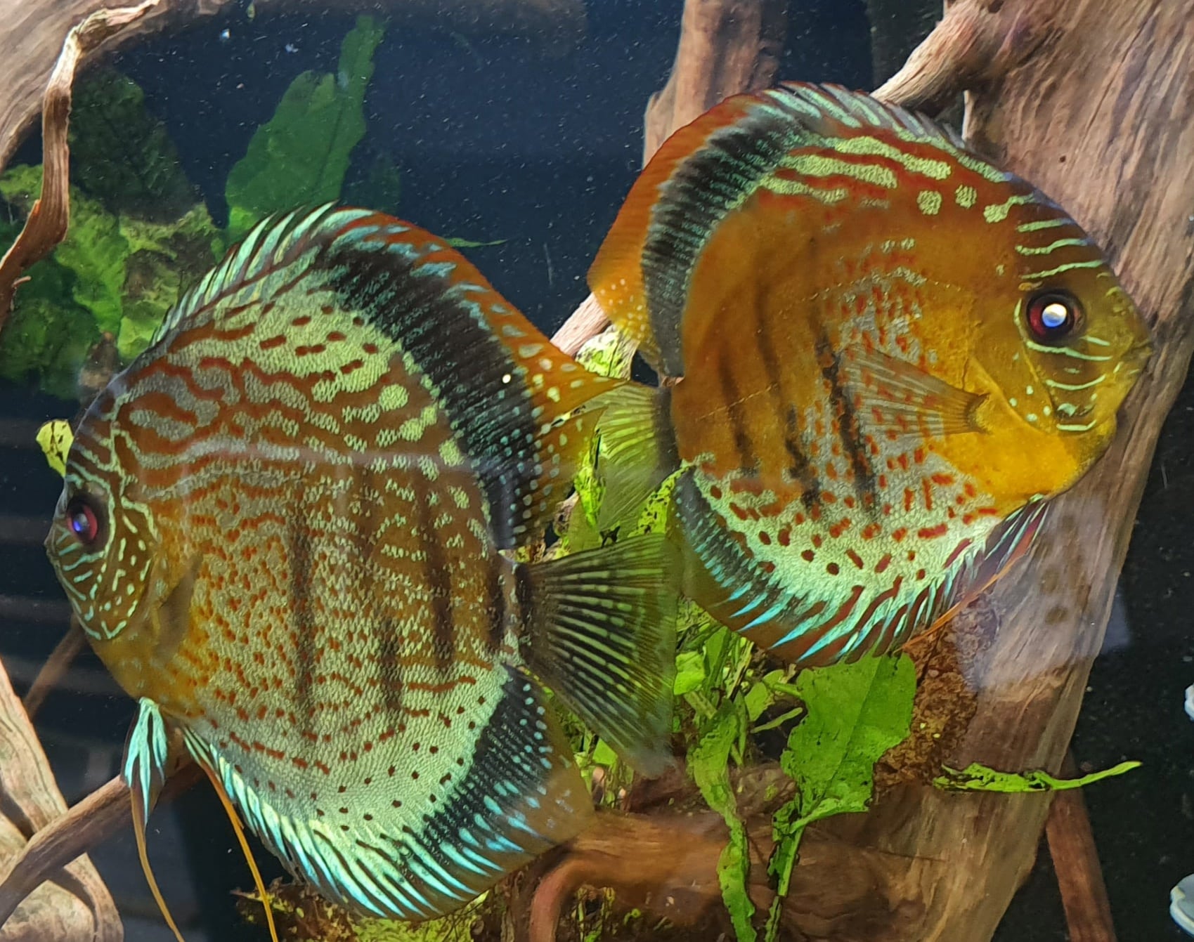 symphysodon tarzoo foto stefan pierdzig 2021 symphysodon tarzoo foto stefan pierdzig 2021