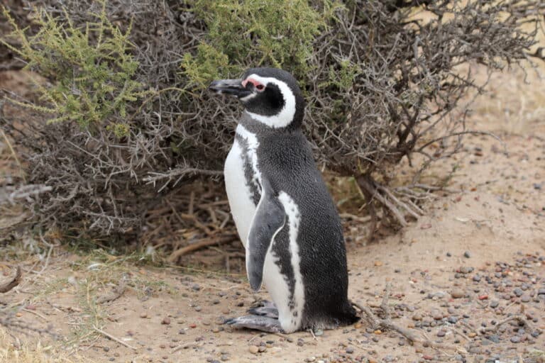 file:magellanic penguin (spheniscus magellanicus) (15953854011).jpg file:magellanic penguin (spheniscus magellanicus) (15953854011).jpg