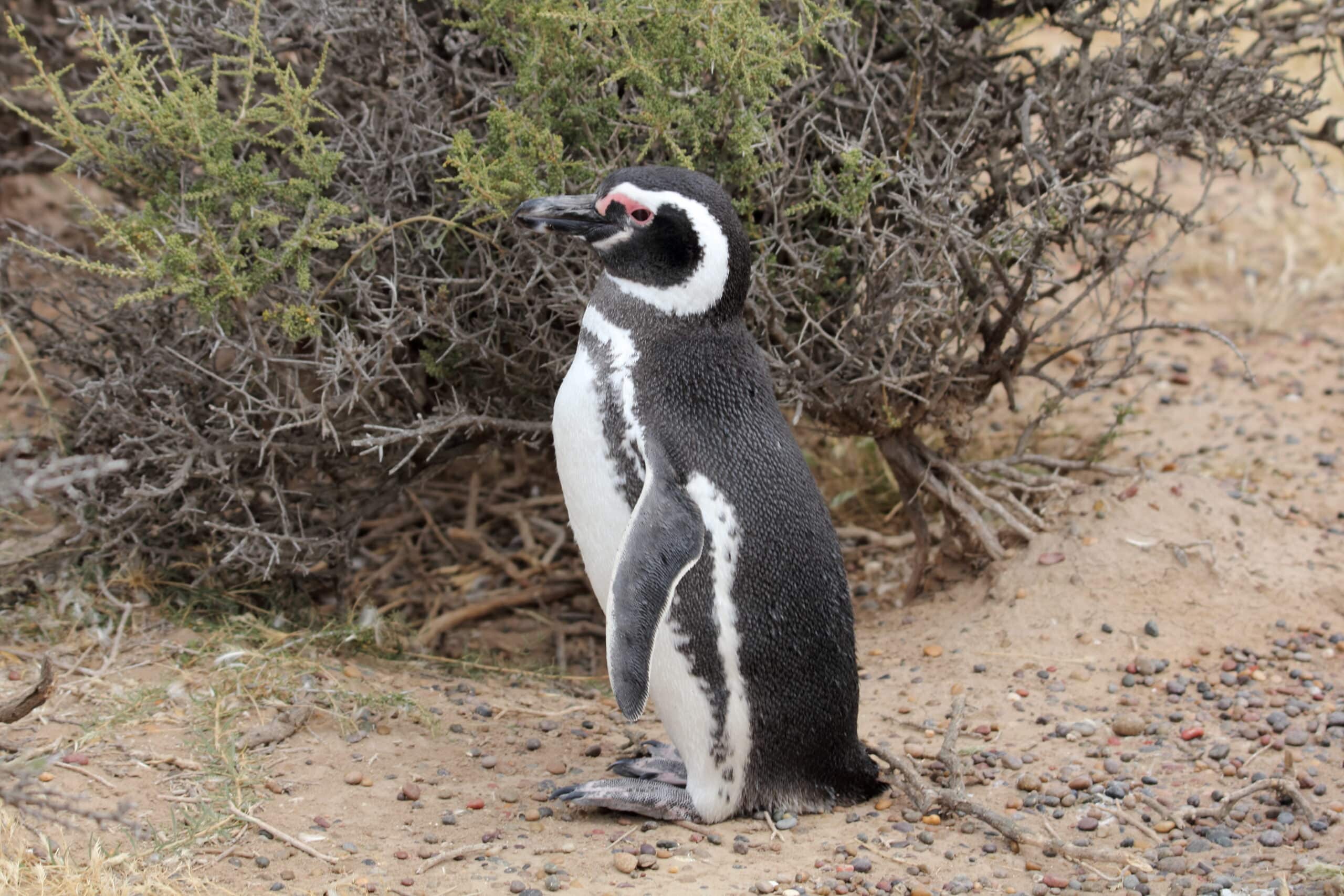 file:magellanic penguin (spheniscus magellanicus) (15953854011).jpg file:magellanic penguin (spheniscus magellanicus) (15953854011).jpg