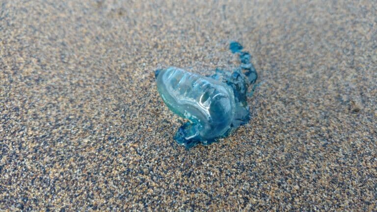 physalia physalis in las canteras physalia physalis in las canteras