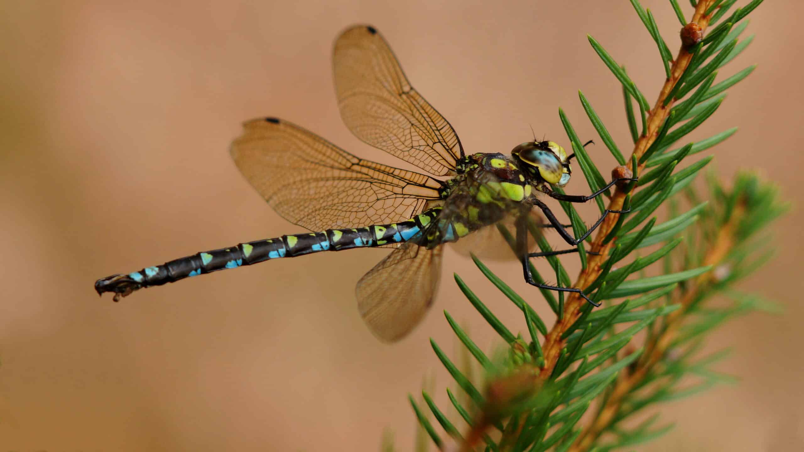 southern hawker dragonfly bavaria germany