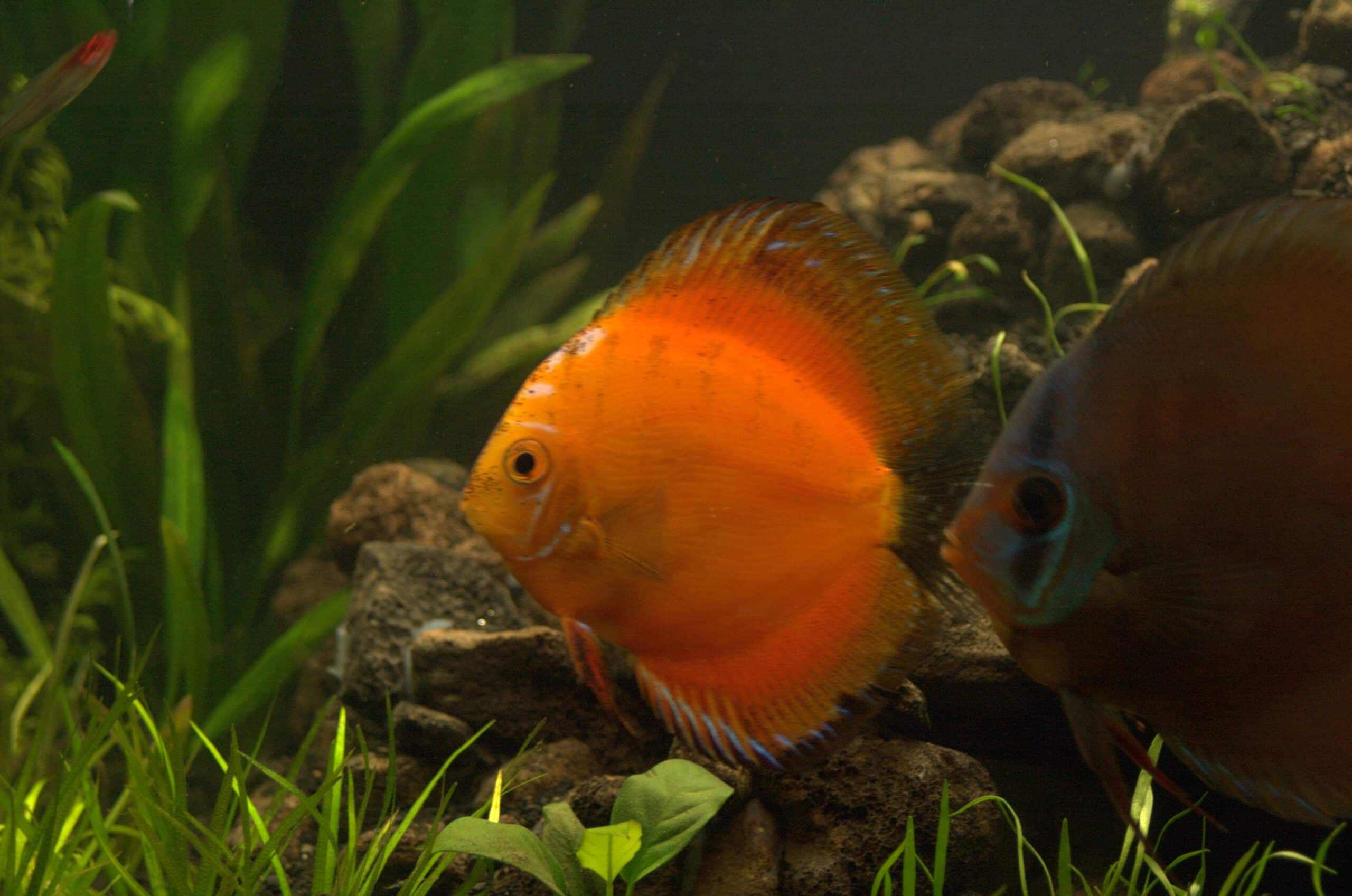 symphysodon red symphysodon red