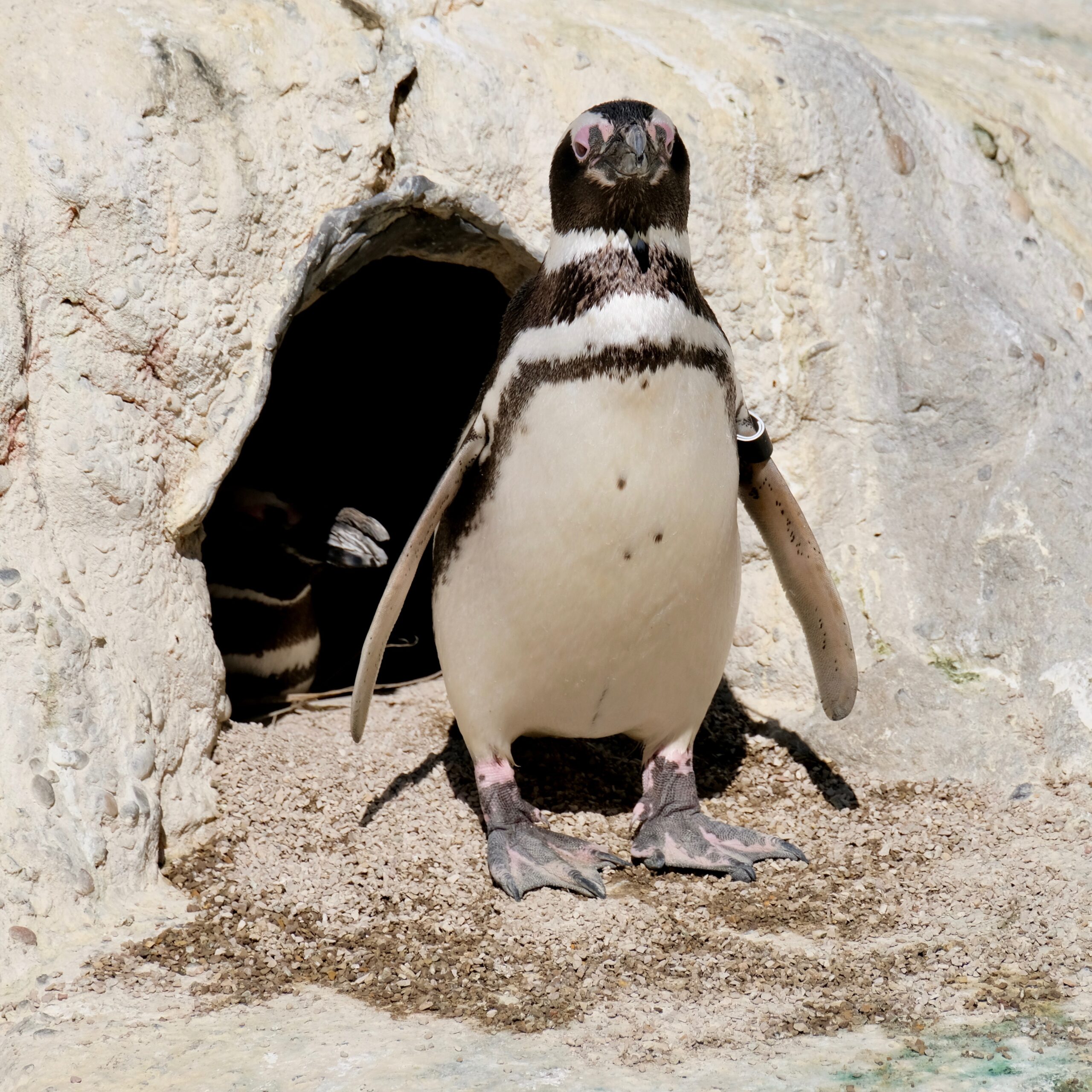 san francisco zoo spheniscus magellanicus march 2018 (0966) san francisco zoo spheniscus magellanicus march 2018 (0966)