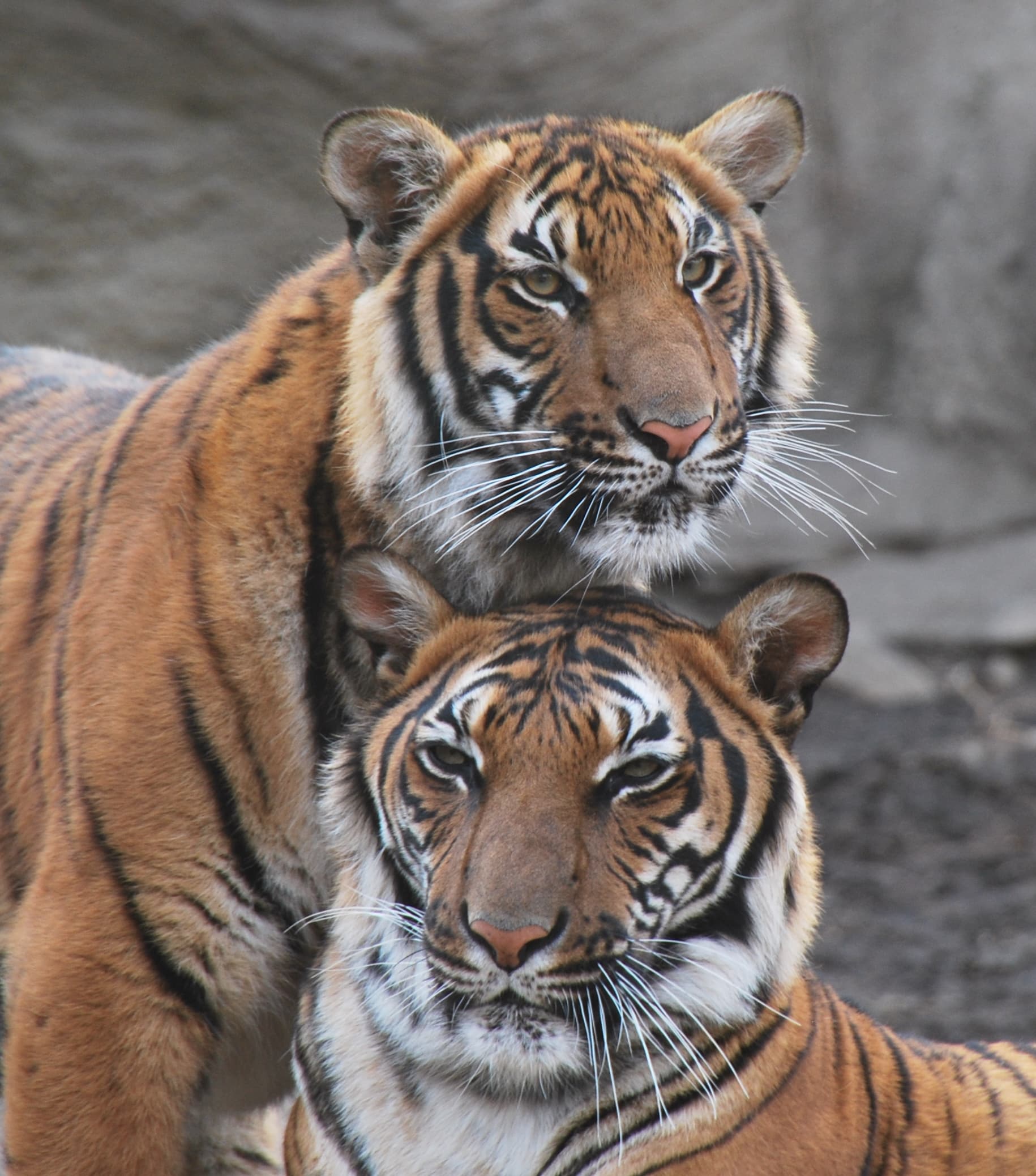 malayan tigers (4419621171)