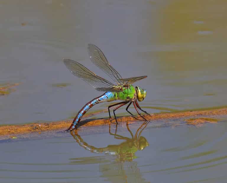emperor dragonfly
