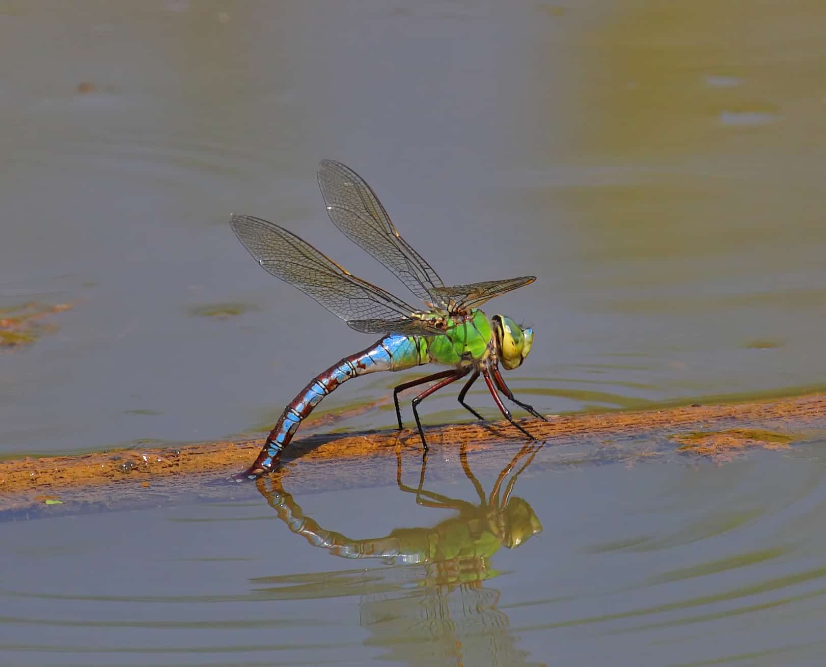 emperor dragonfly