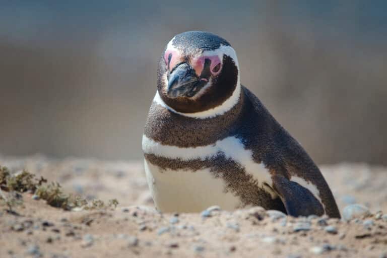 file:magellanic penguin, valdes peninsula, a.jpg file:magellanic penguin, valdes peninsula, a.jpg