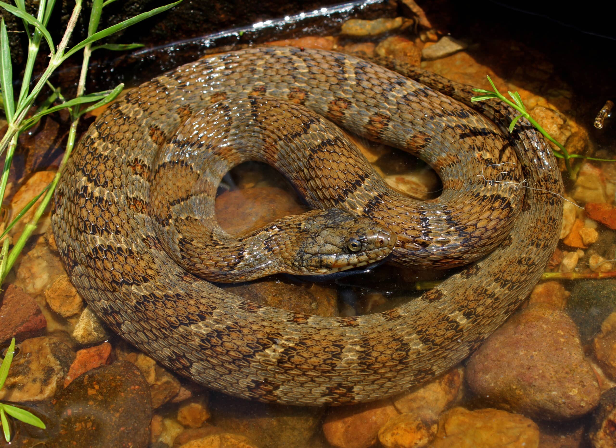 Northern Water Snake