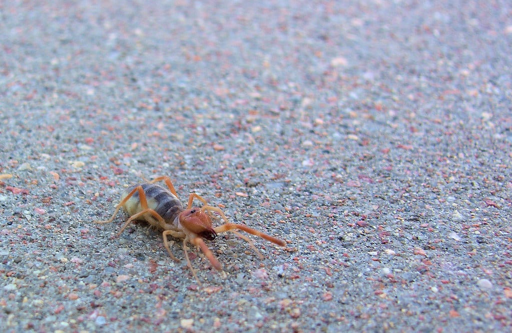 camel spider