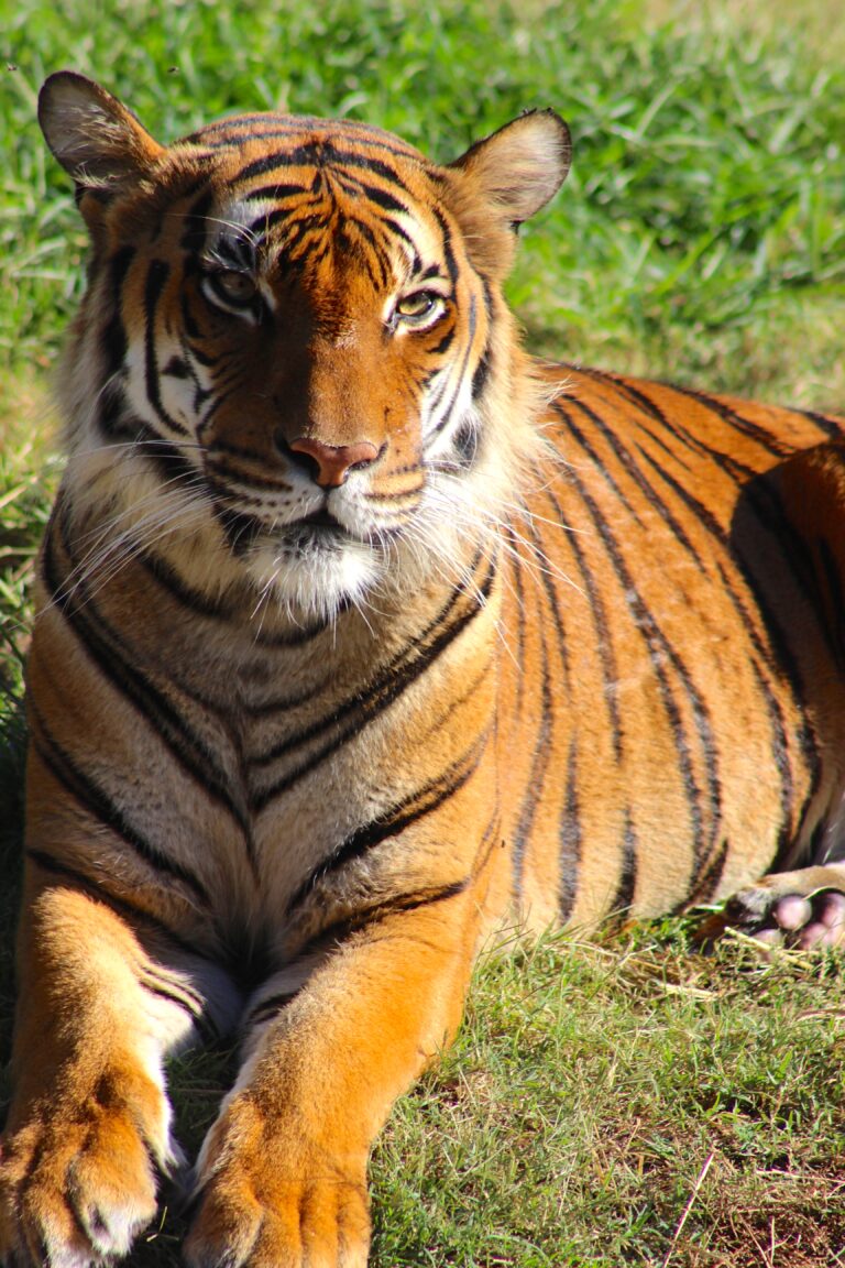 gahara the malayan tiger