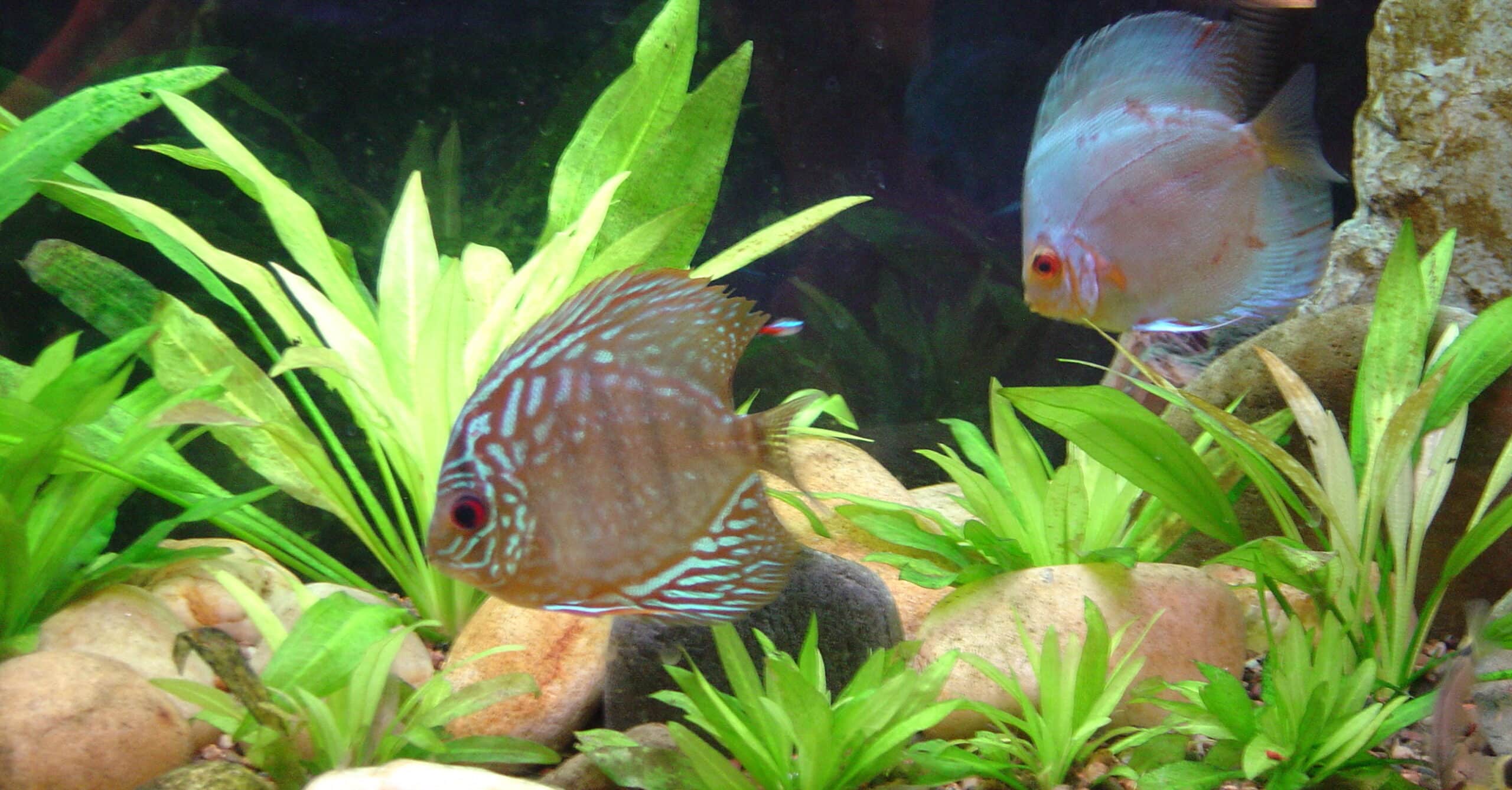 symphysodon ‘red turquoise’ and ‘blue diamond’ symphysodon ‘red turquoise’ and ‘blue diamond’