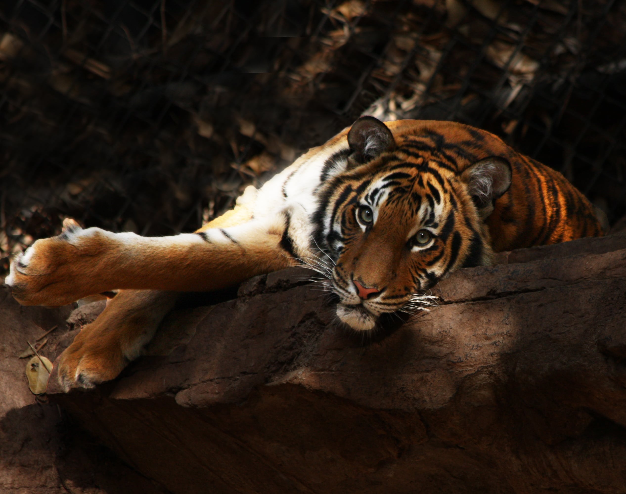 malayan tiger (4237797216)