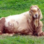 Nubian Goat