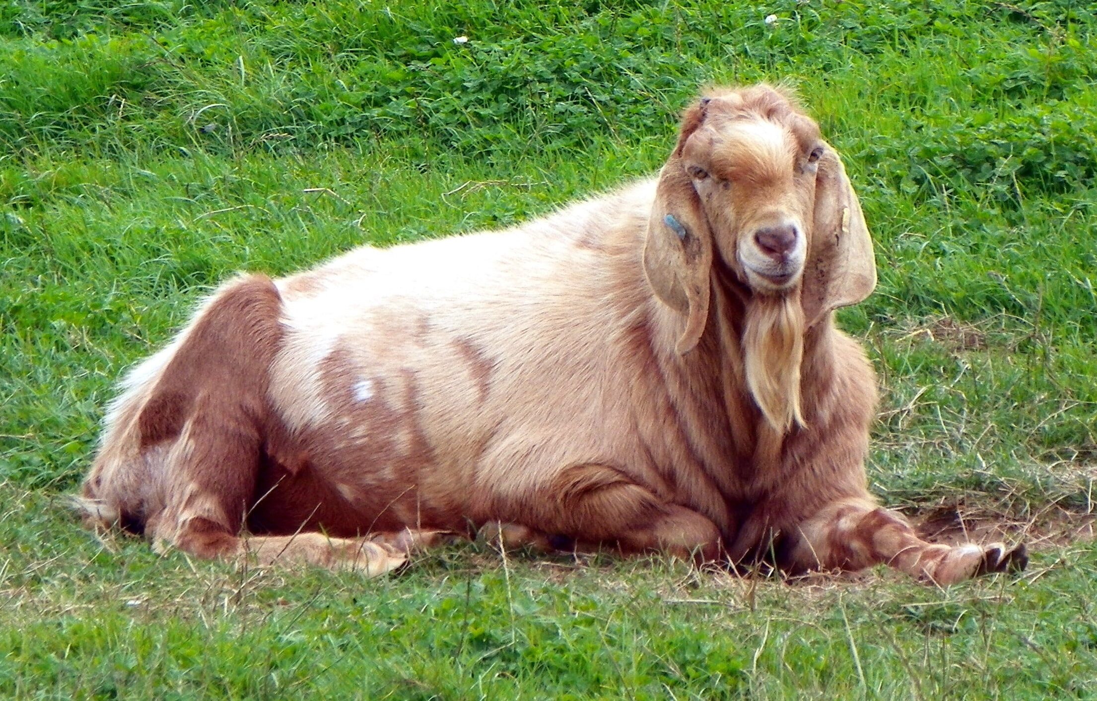 Nubian Goat