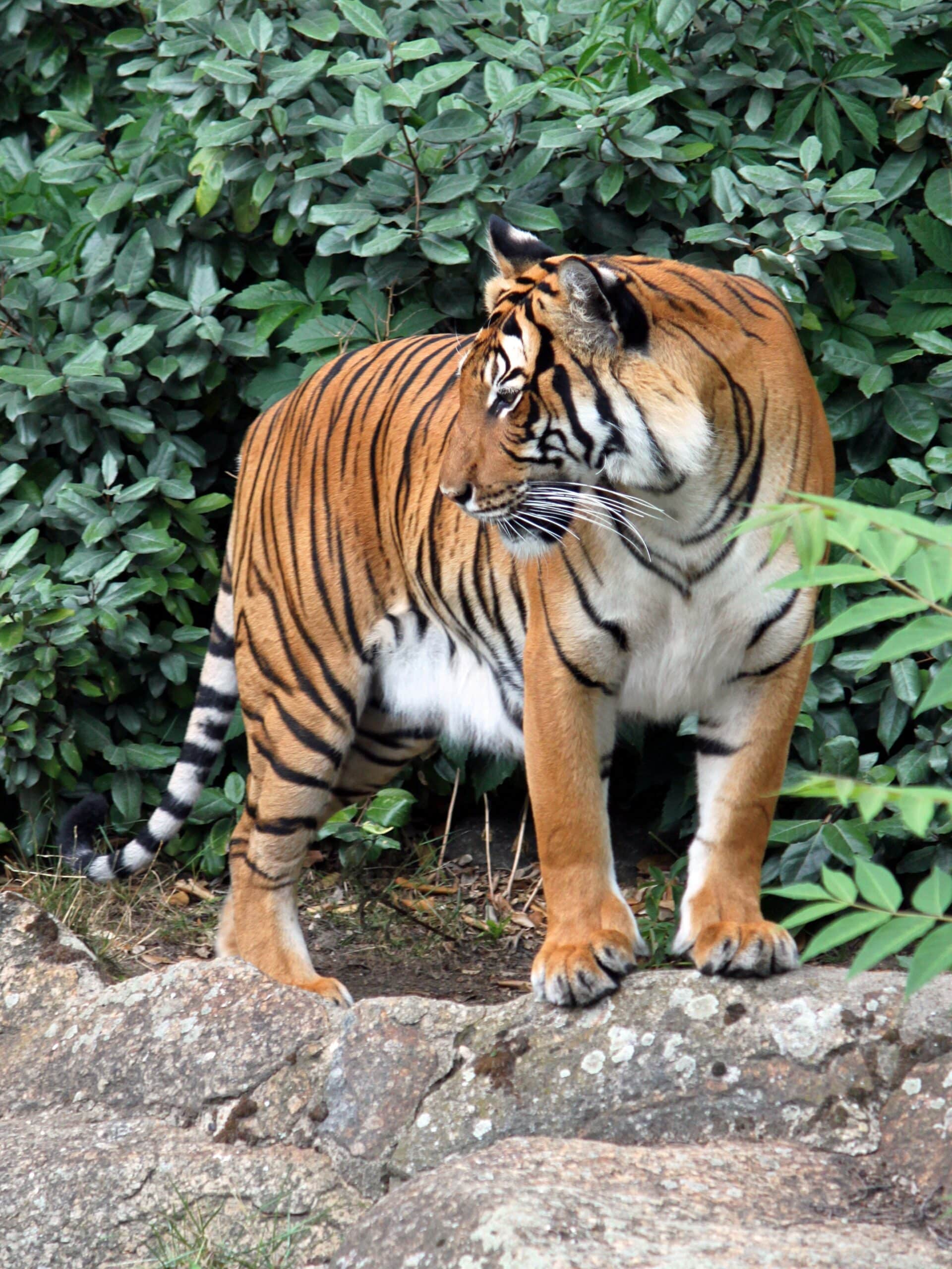 panthera tigris corbetti 02