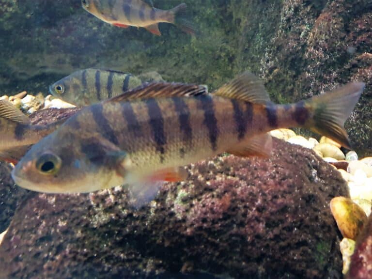 hal perca fluviatilis 1 hal perca fluviatilis 1