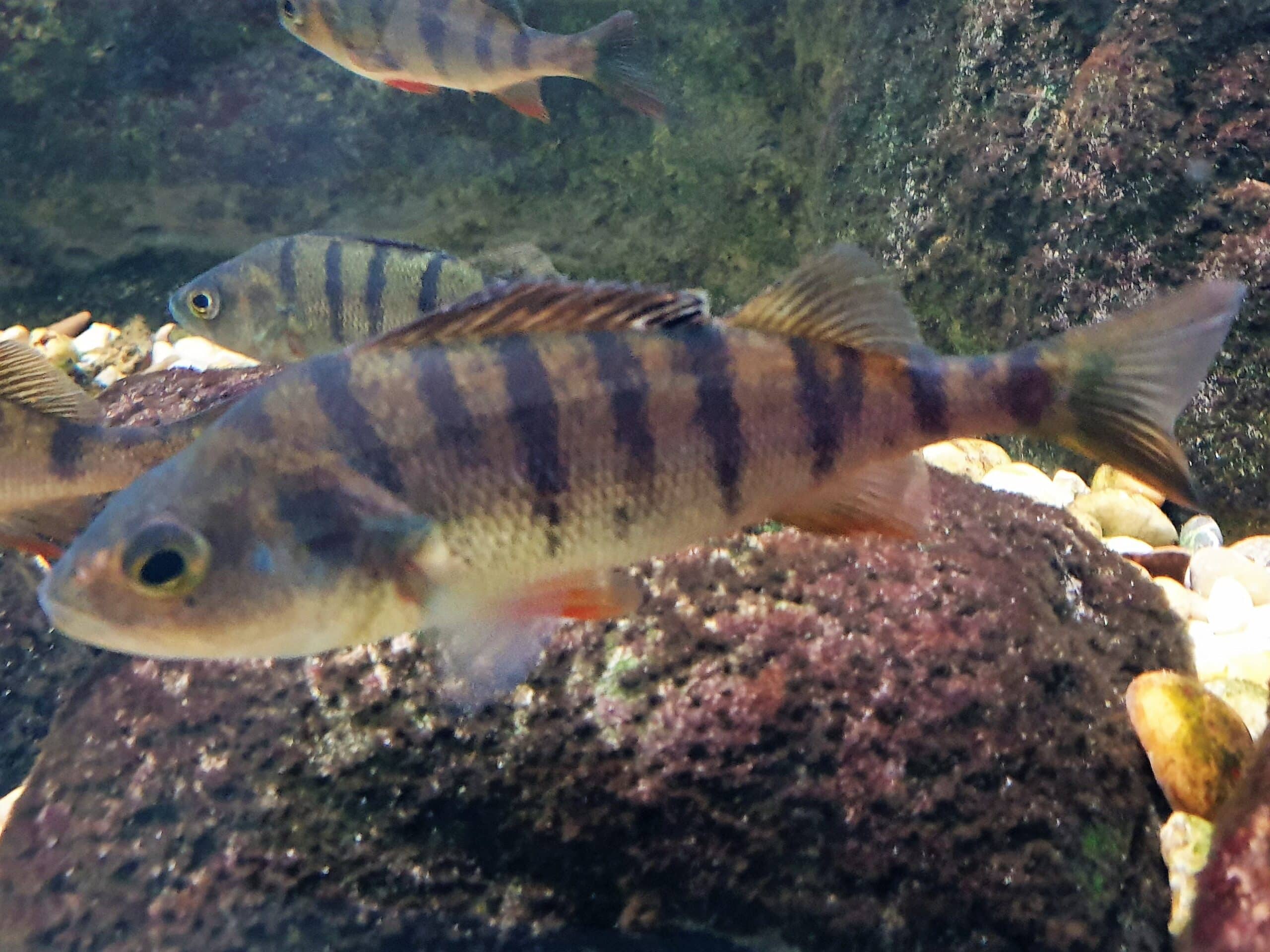 hal perca fluviatilis 1 hal perca fluviatilis 1