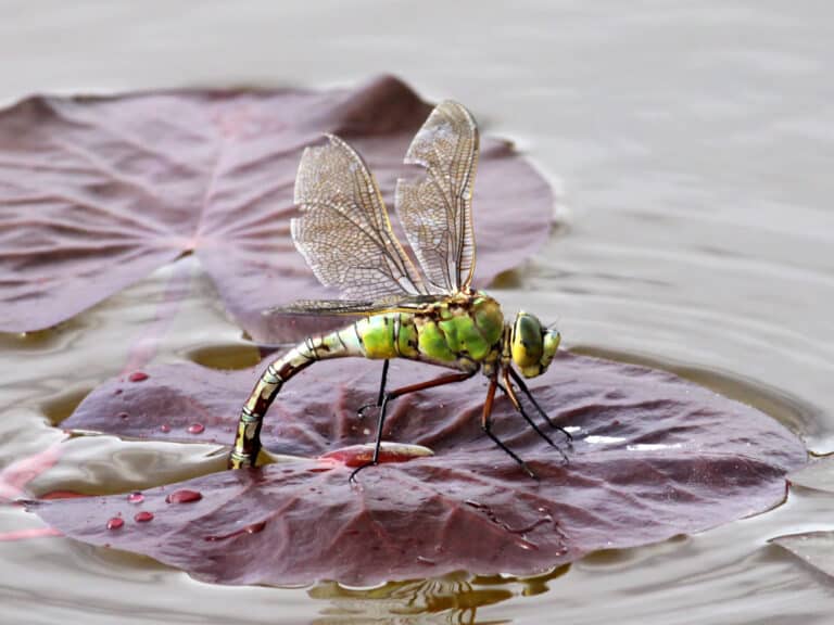 file:emperor dragonfly (5).jpg