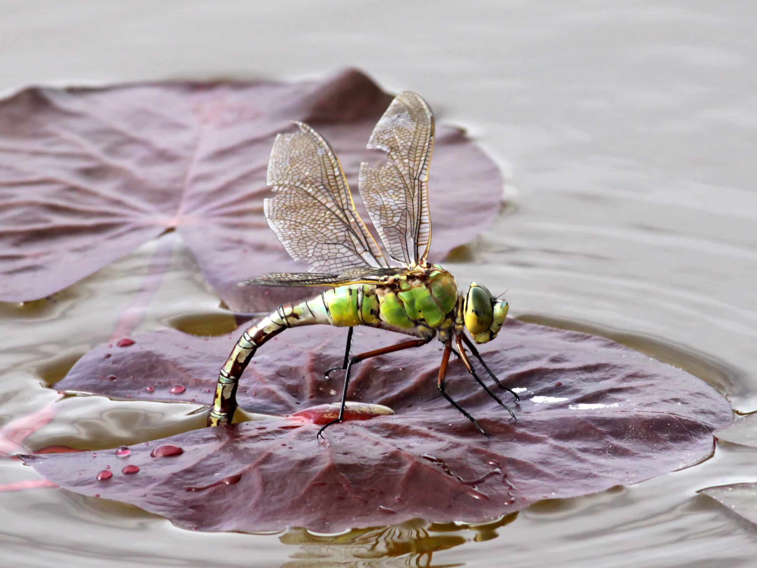 file:emperor dragonfly (5).jpg