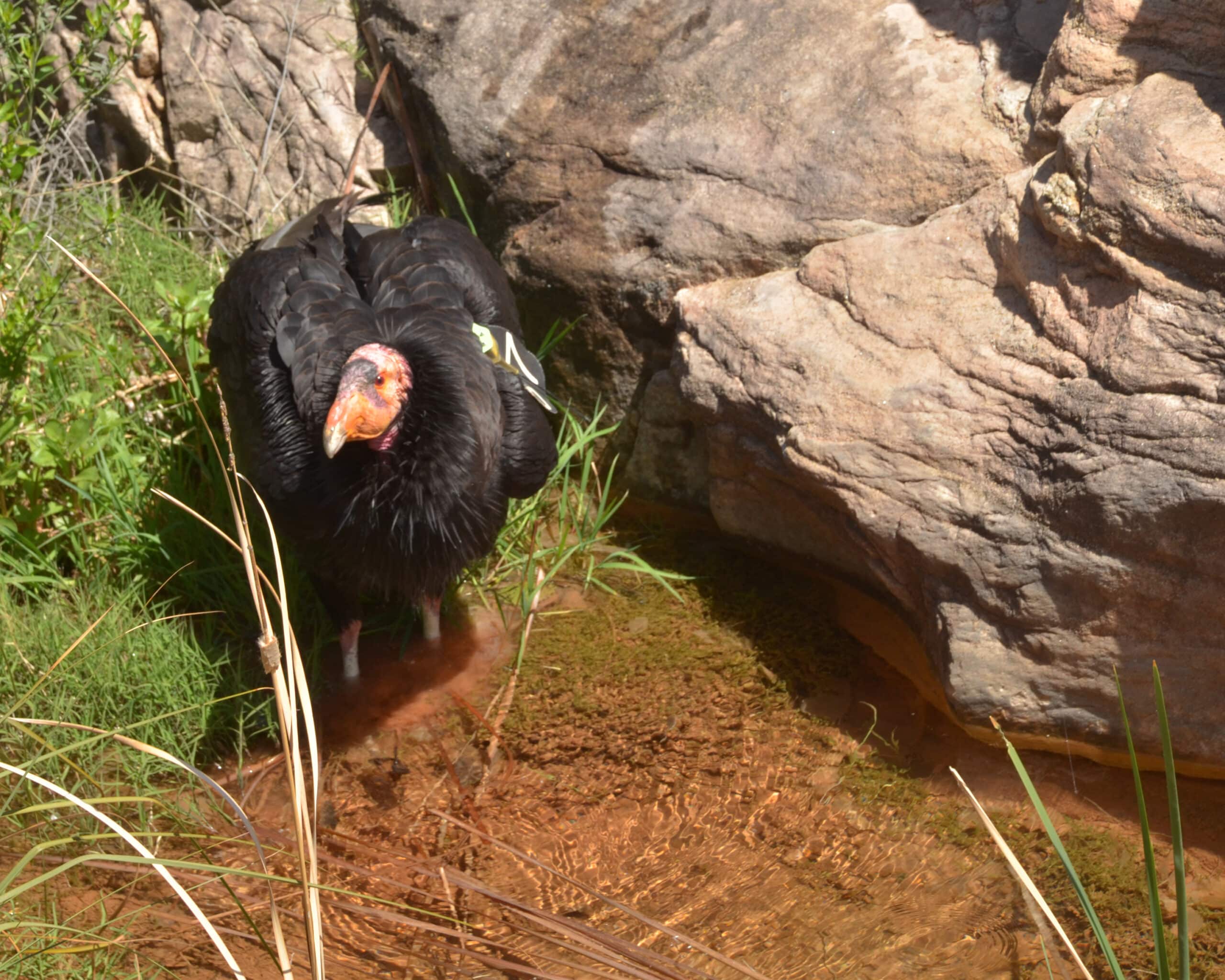 grand canyon national park california condor 87 3506 (5735690210)
