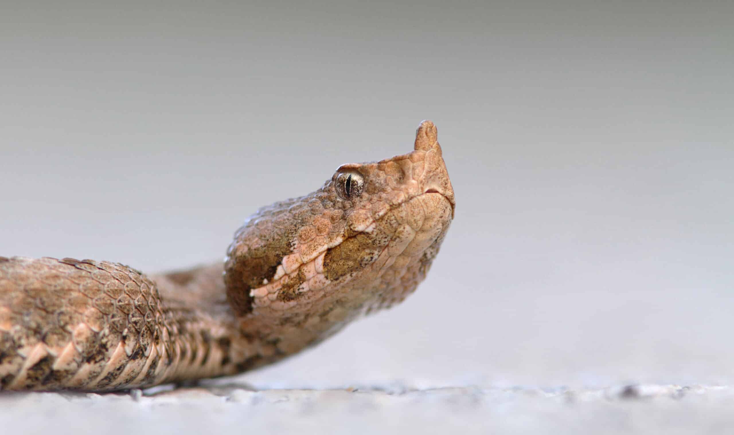 Nose-Horned Viper