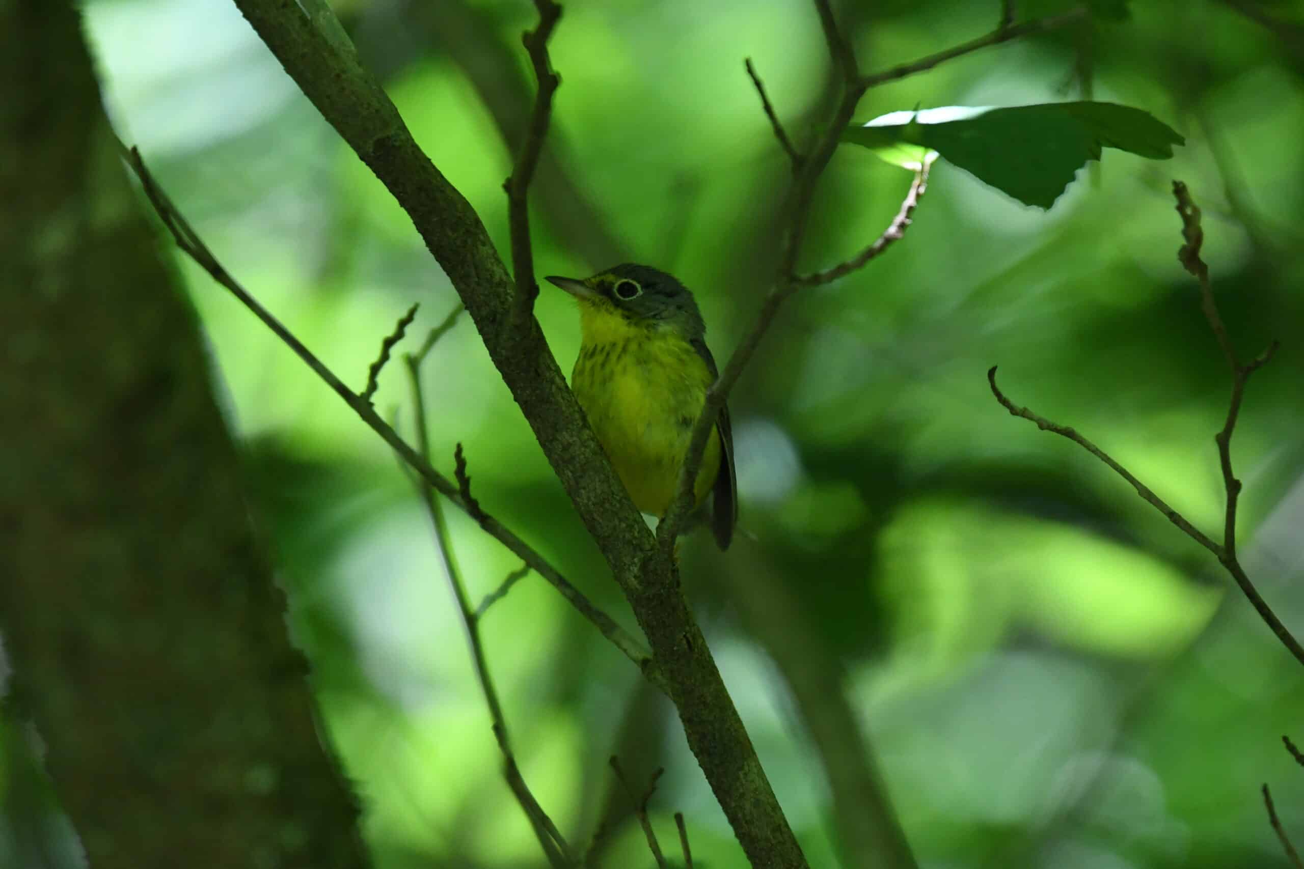 canada warbler new germany state park dsc 0969 canada warbler new germany state park dsc 0969
