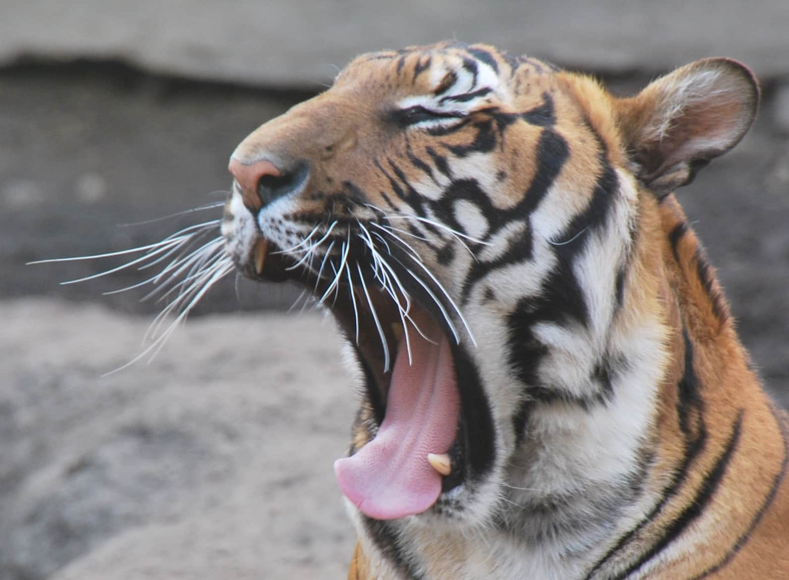 malayan tigers (4420391018)