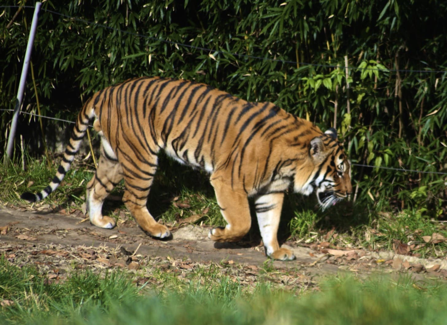 malayan tiger zoo