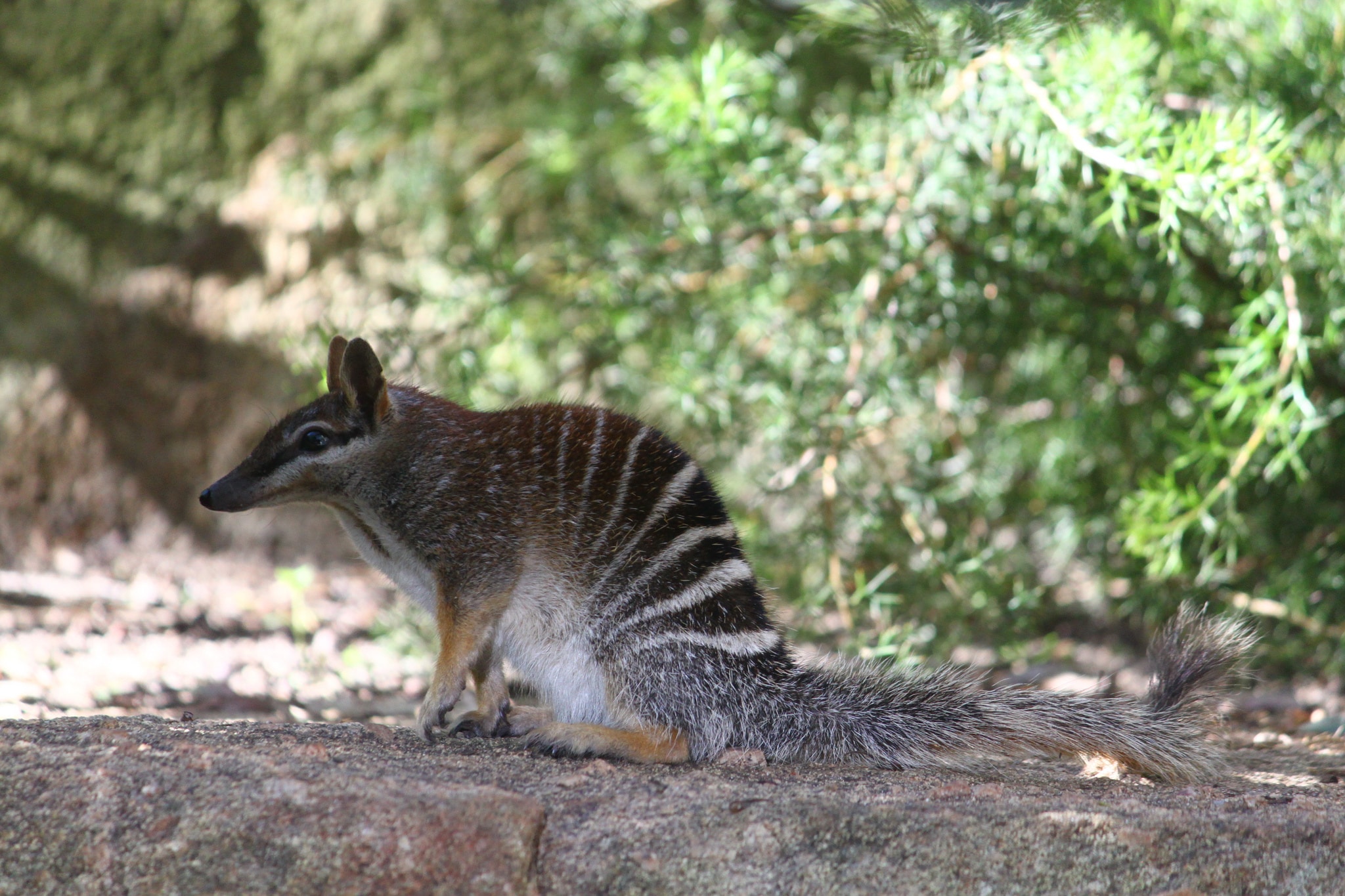 Numbat