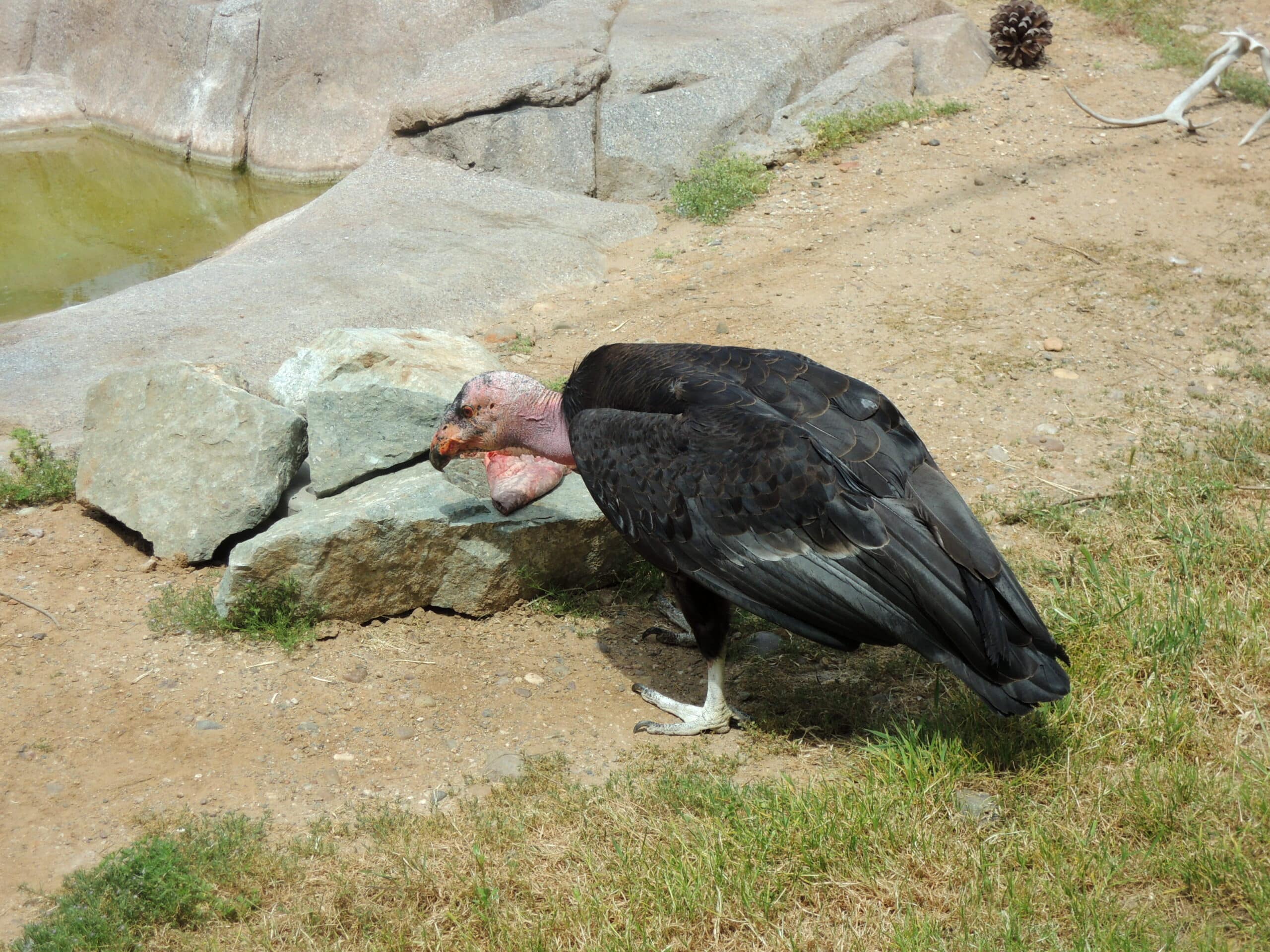 file:san diego zoo avril 2013 30.jpg