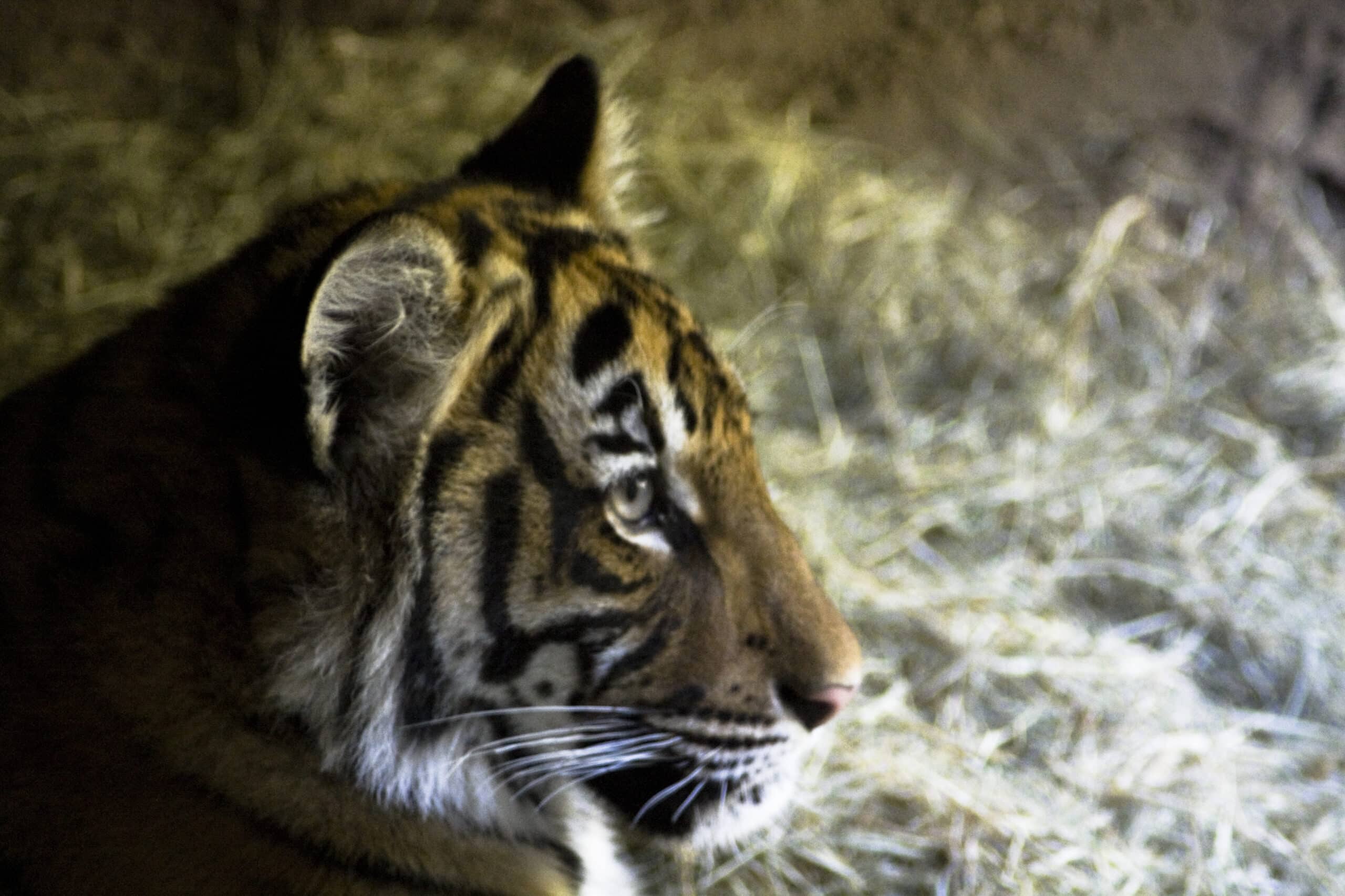 malayan tiger