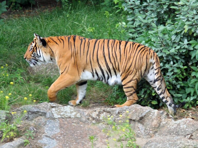 panthera tigris corbetti 01