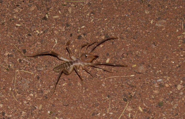 camel spider solifugae spec. hs 1609 0754