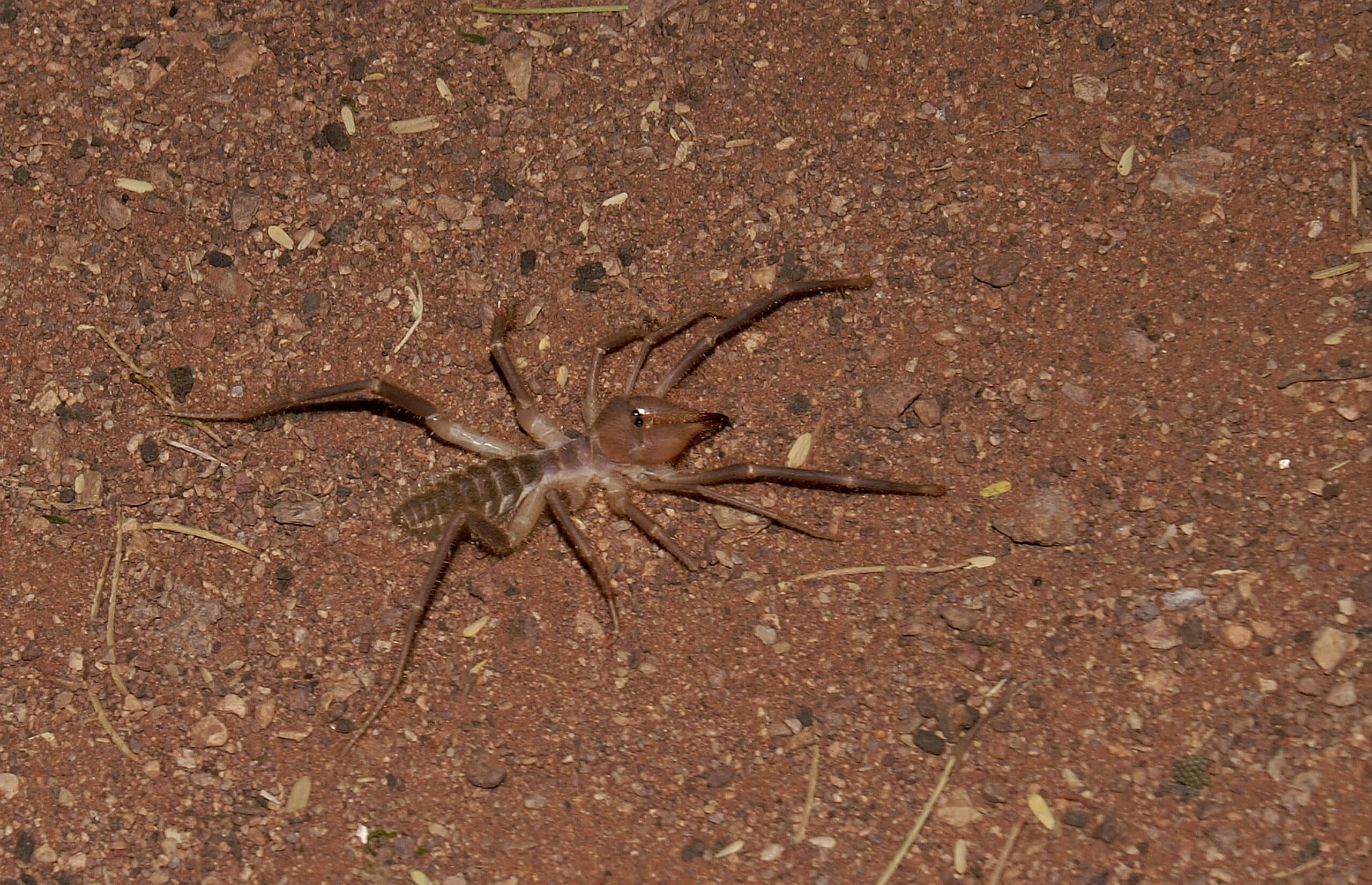 camel spider solifugae spec. hs 1609 0754