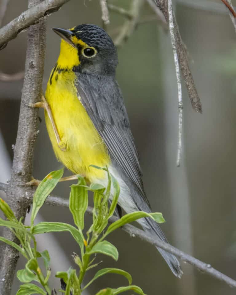 canada warbler magee marsh 5.15.23 dsc 6480 topaz denoiseraw sharpen canada warbler magee marsh 5.15.23 dsc 6480 topaz denoiseraw sharpen